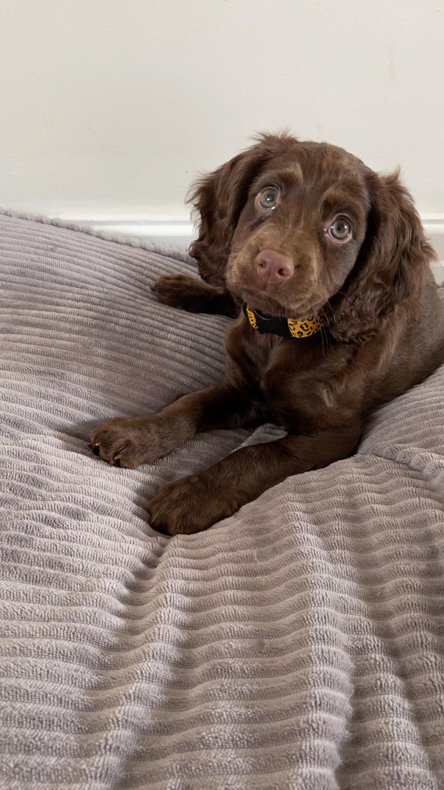 Moose